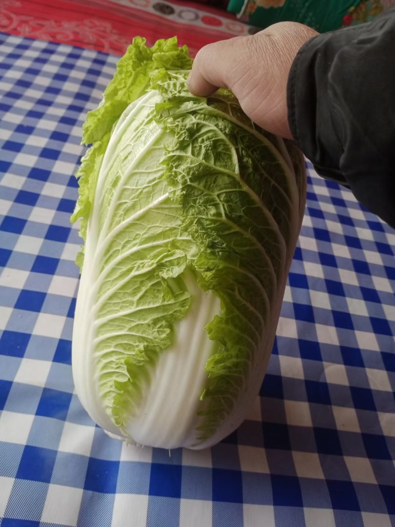 黄心白菜