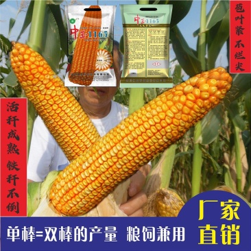 国审杂交玉米种子大棒青贮粮饲高产抗病铁秆中玉1165厂家