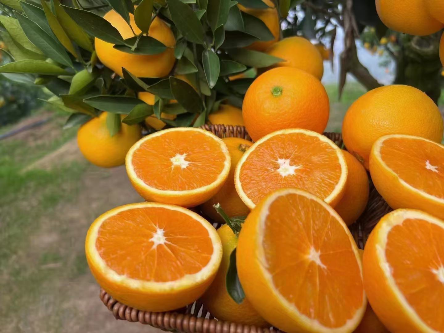 展示红肉脐橙制成的果汁、果干、果酱等多种深加工产品 红肉脐橙深加工产品展示