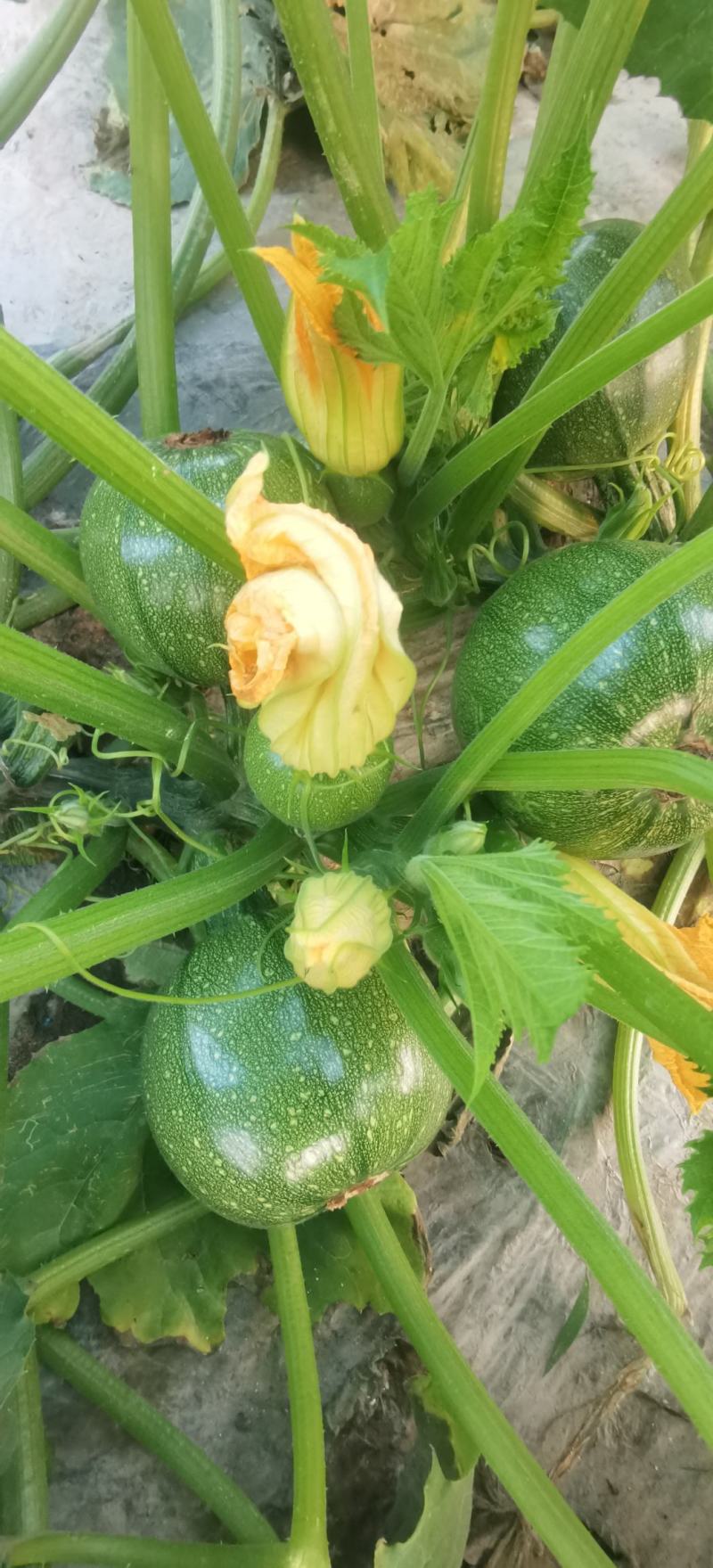 圆西葫芦种子麒麟早熟节节有瓜油亮硬度好产量高抗病