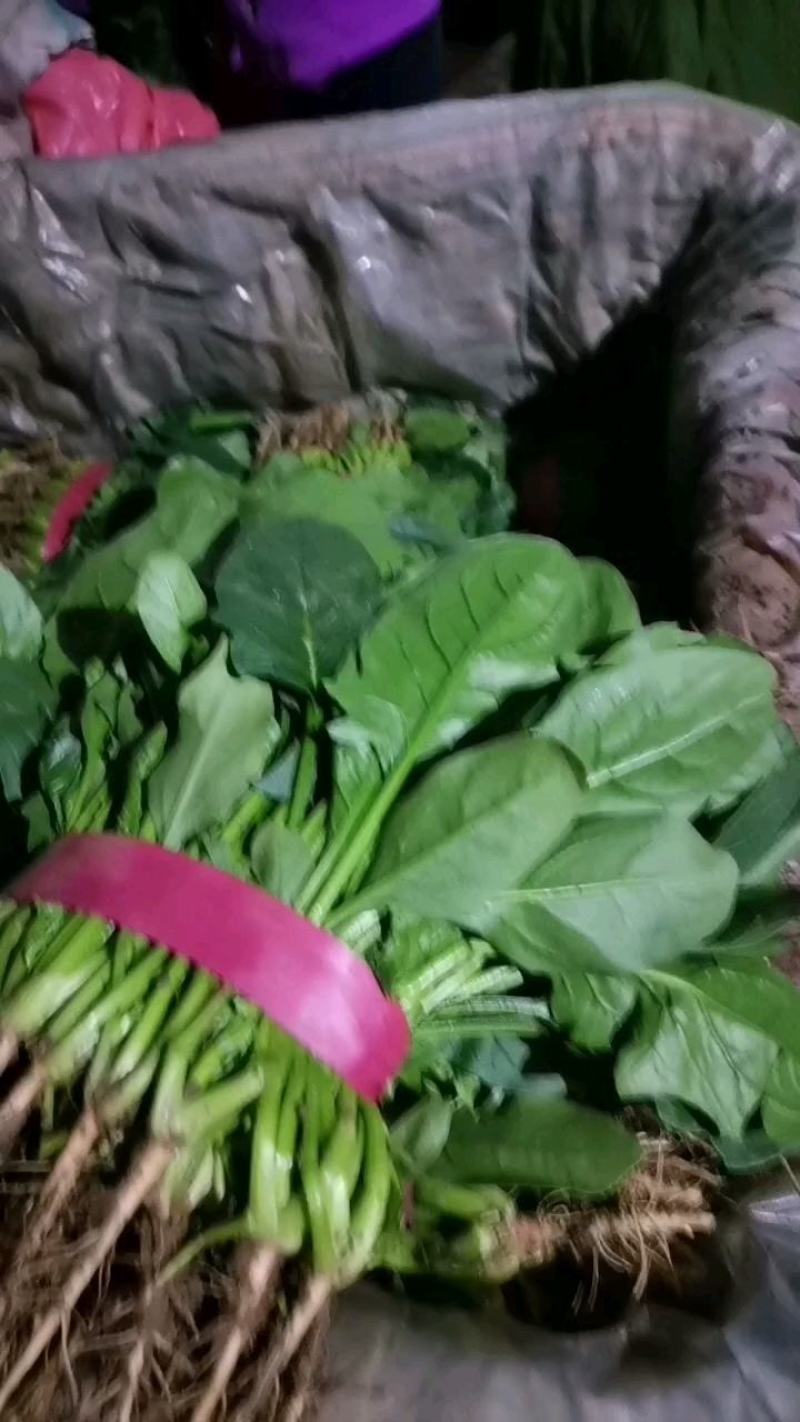 老板您好，我是河北邯郸蔬菜产地代收代卖，常年供应精品菠菜