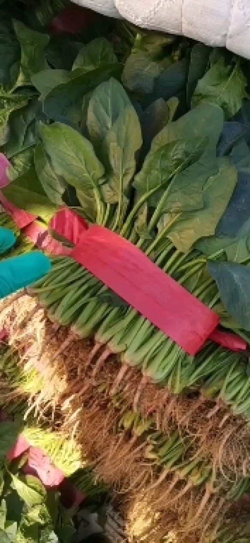 老板您好，我是河北邯郸蔬菜产地代收代卖，常年供应精品菠菜