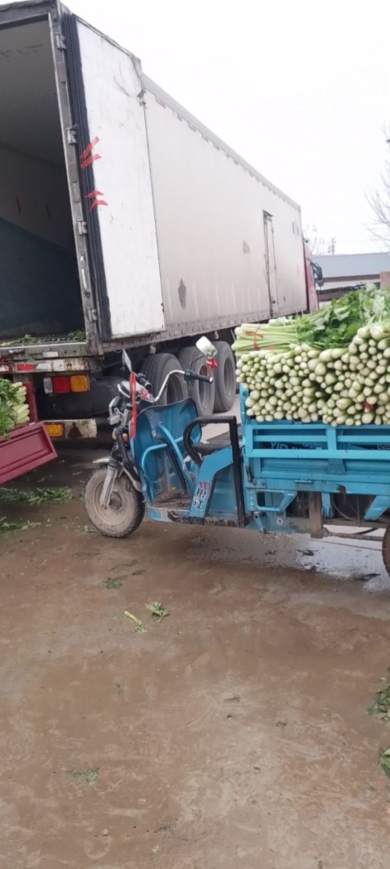 河南安阳滑县优质芹菜大量上市量大从优发往全国