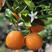 纽荷尔脐橙产地供货保质保量欢迎来电订购