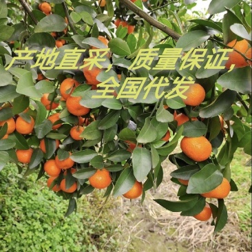广西砂糖橘，产地直采，质量保证，全国代发，欢迎合作，，，