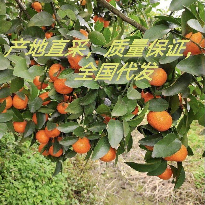 广西砂糖橘，产地直采，质量保证，全国代发，欢迎合作，，，