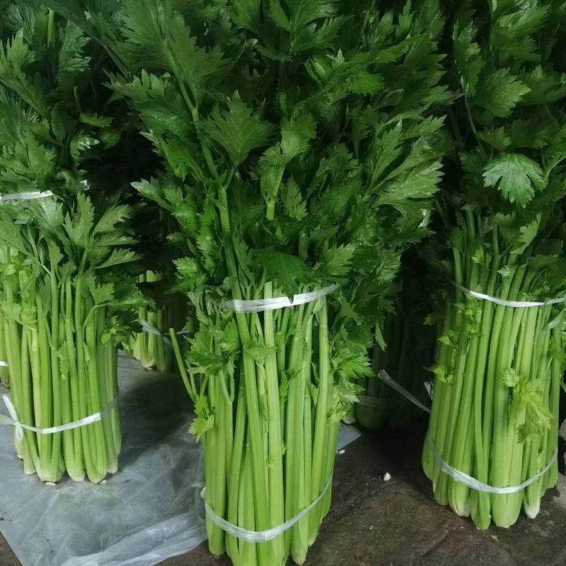 新鲜温室芹菜上市欢迎采购
