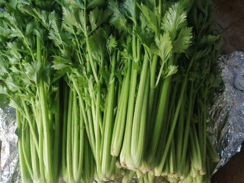 新鲜温室芹菜上市欢迎采购