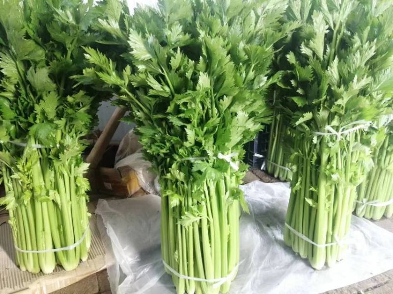 新鲜温室芹菜上市欢迎采购