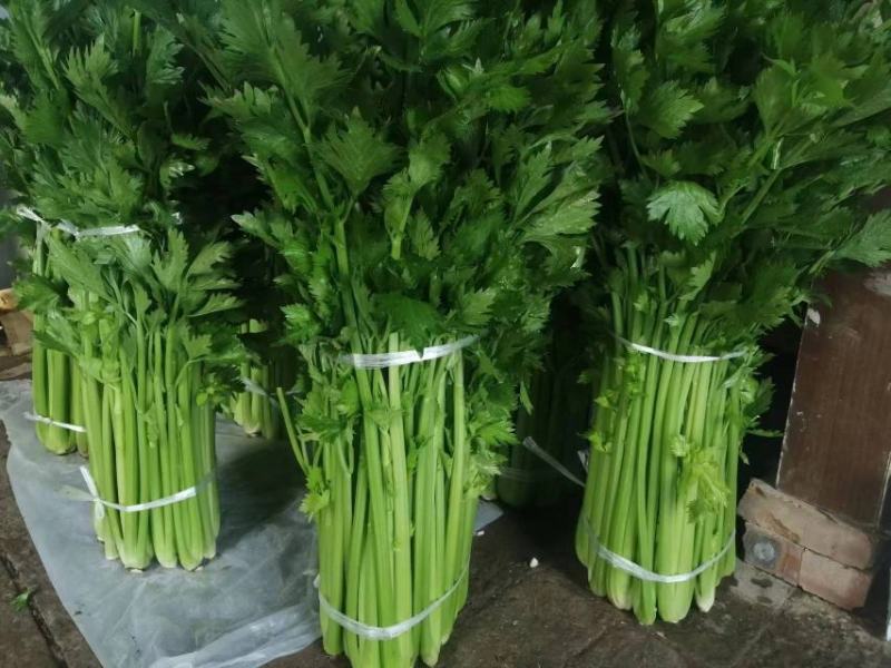新鲜温室芹菜上市欢迎采购