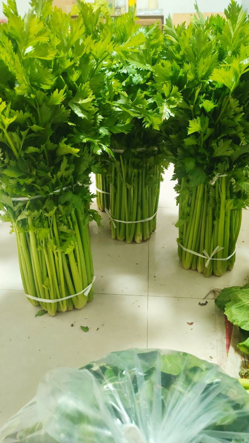 新鲜温室芹菜上市欢迎采购