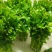 新鲜温室芹菜上市欢迎采购