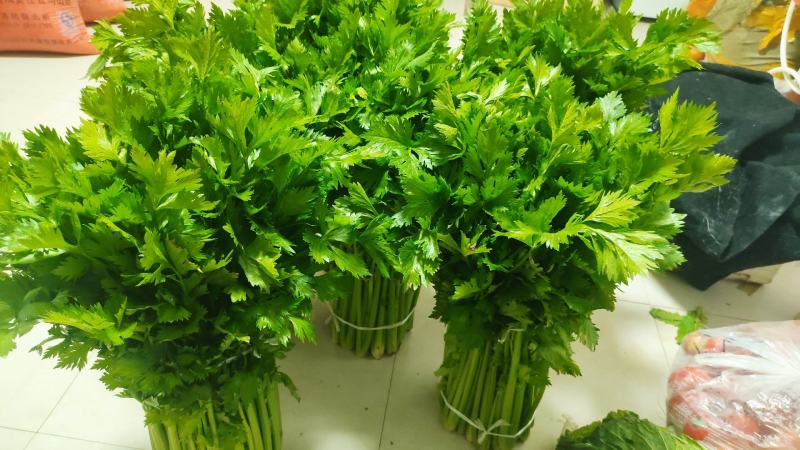 新鲜温室芹菜上市欢迎采购