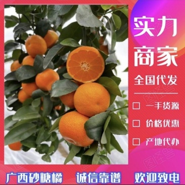 广西砂糖橘，全国代发，质量保证，产地直发，需要的联系，，
