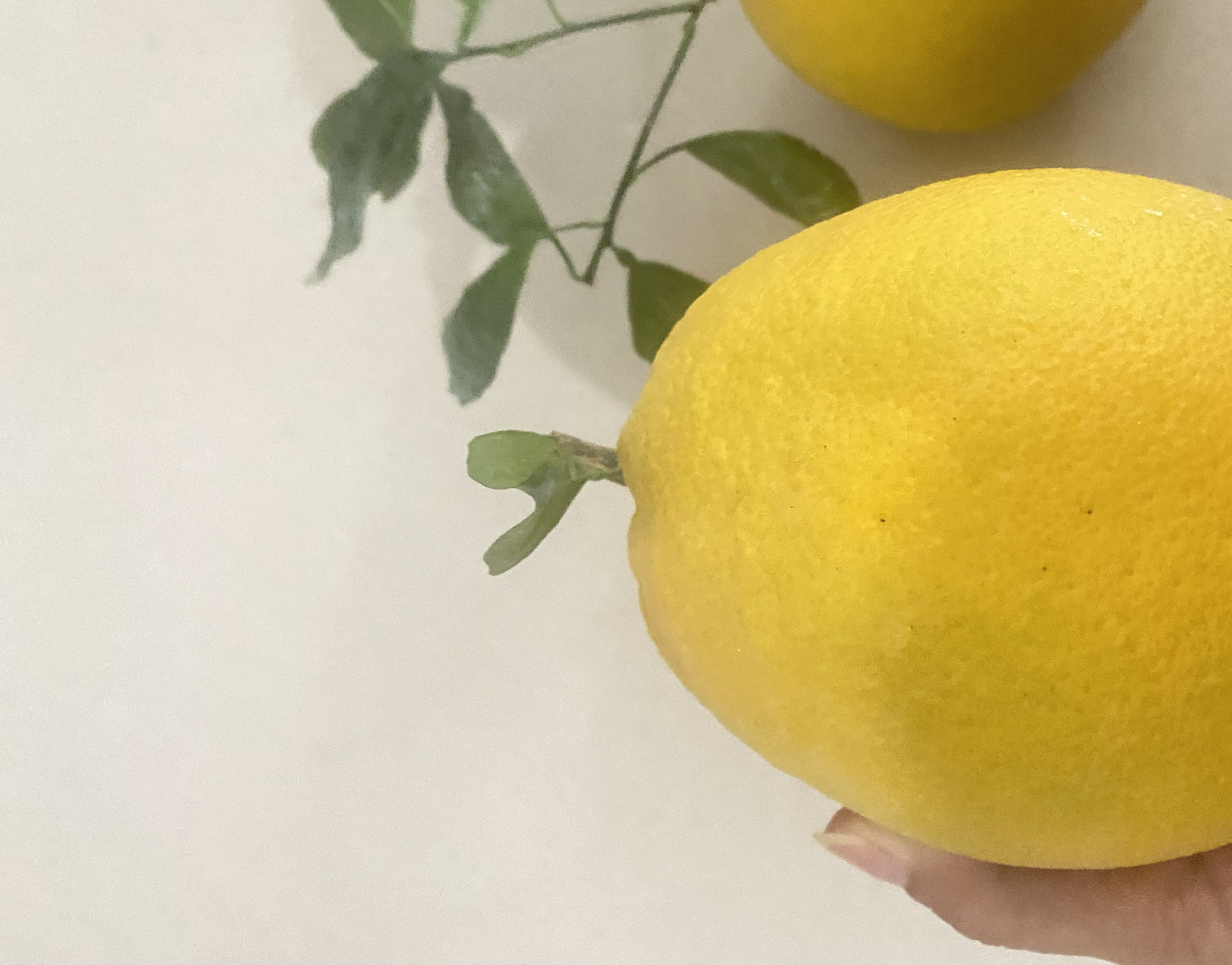 新鲜橙子与变质橙子对比图