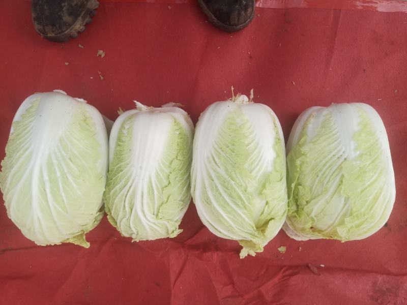 白菜