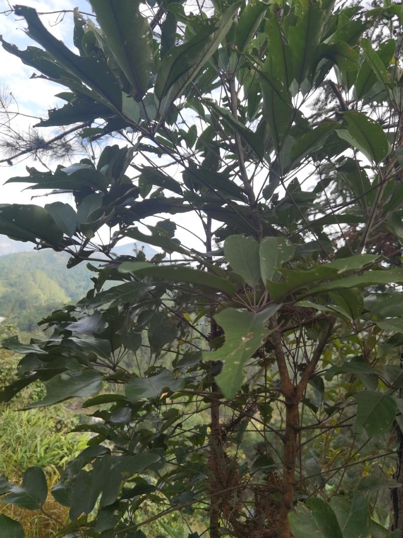 大量景观树鸭脚木从10公分高到10米高的都有5元每棵起