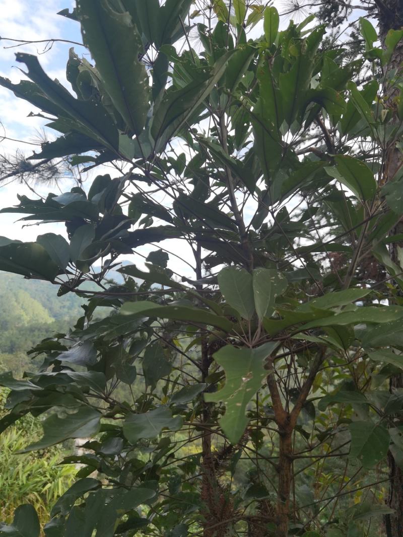 大量景观树鸭脚木从10公分高到10米高的都有5元每棵起