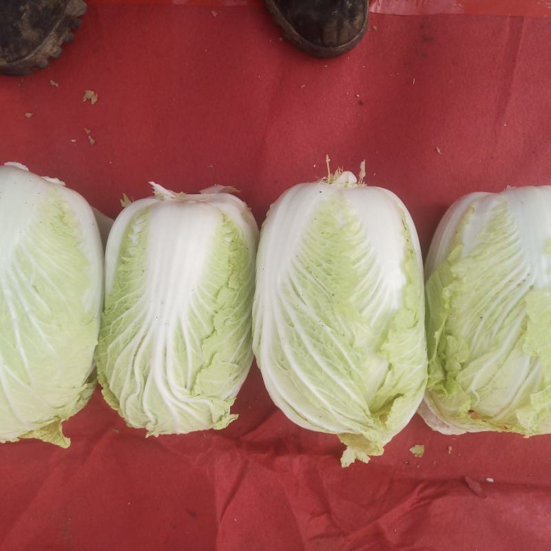 白菜