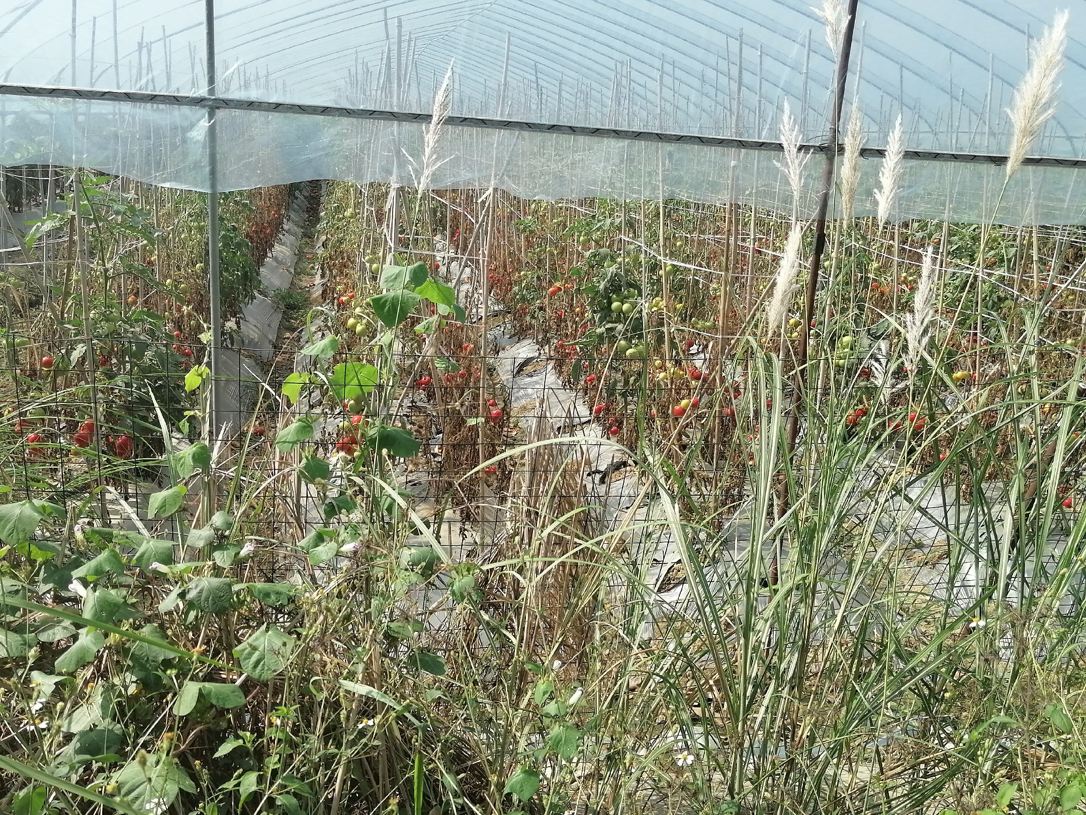 西红柿农药残留检测示意图