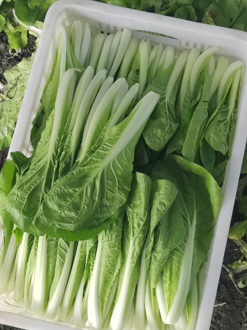 精品小白菜价格美丽长期供货
