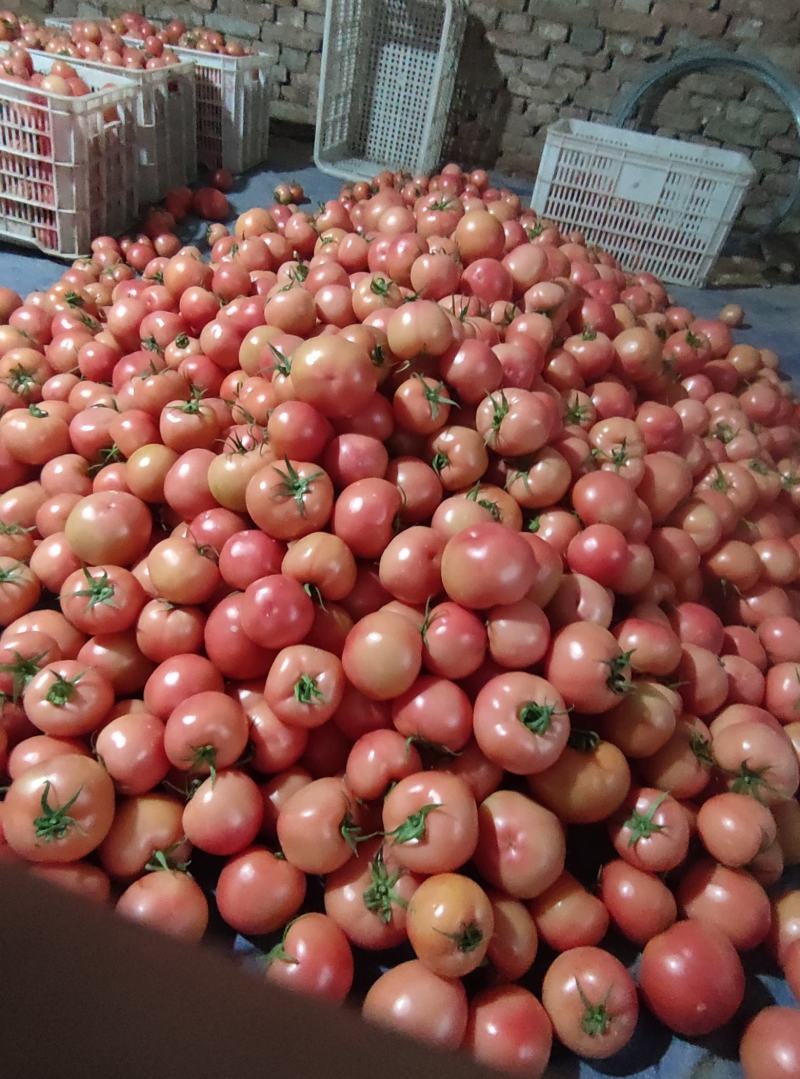 紫光圆茄，我处大量供应各种蔬菜，黄瓜，西红柿，香菜，芹菜