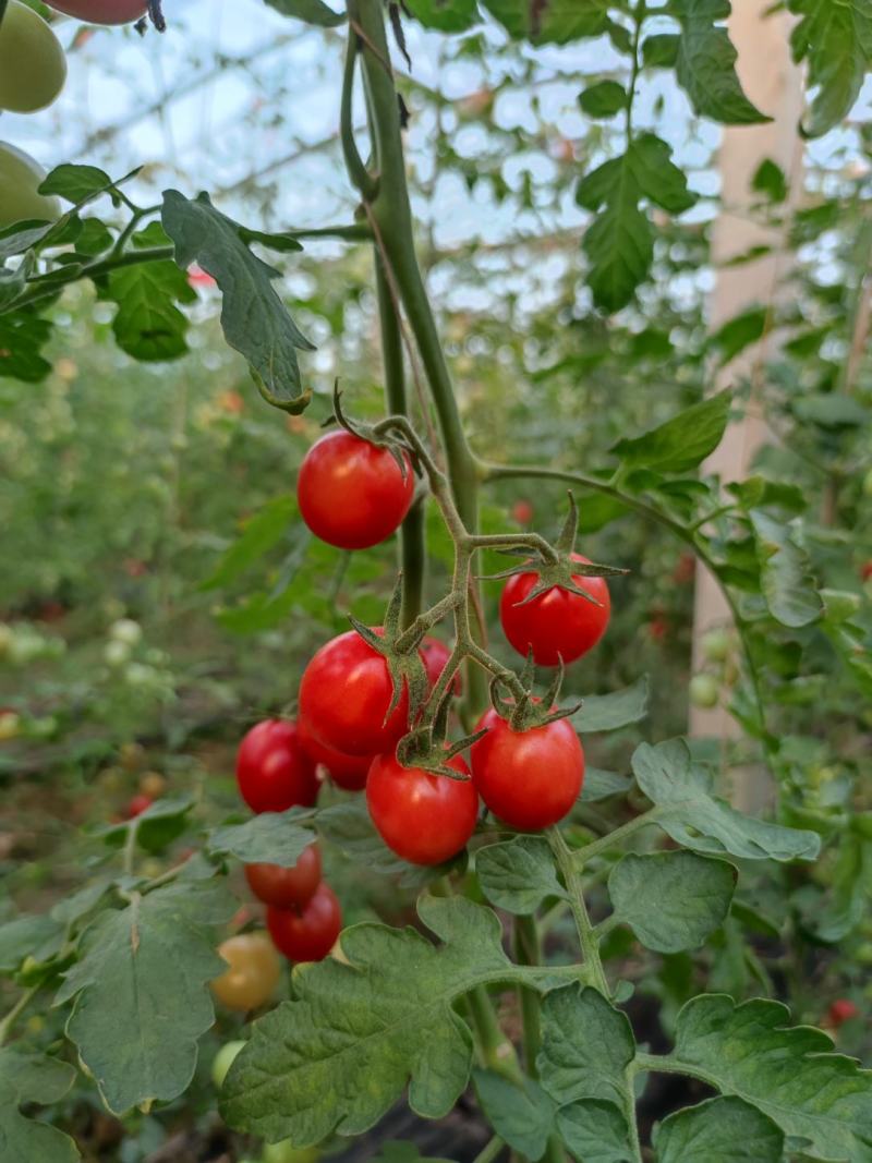 紫光圆茄，我处大量供应各种蔬菜，黄瓜，西红柿，香菜，芹菜