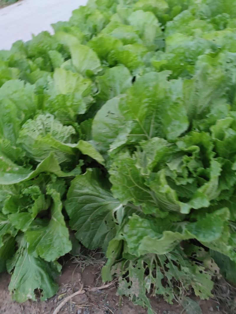紫光圆茄，我处大量供应各种蔬菜，黄瓜，西红柿，香菜，芹菜