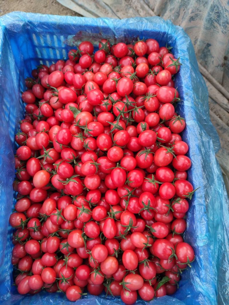 紫光圆茄，我处大量供应各种蔬菜，黄瓜，西红柿，香菜，芹菜