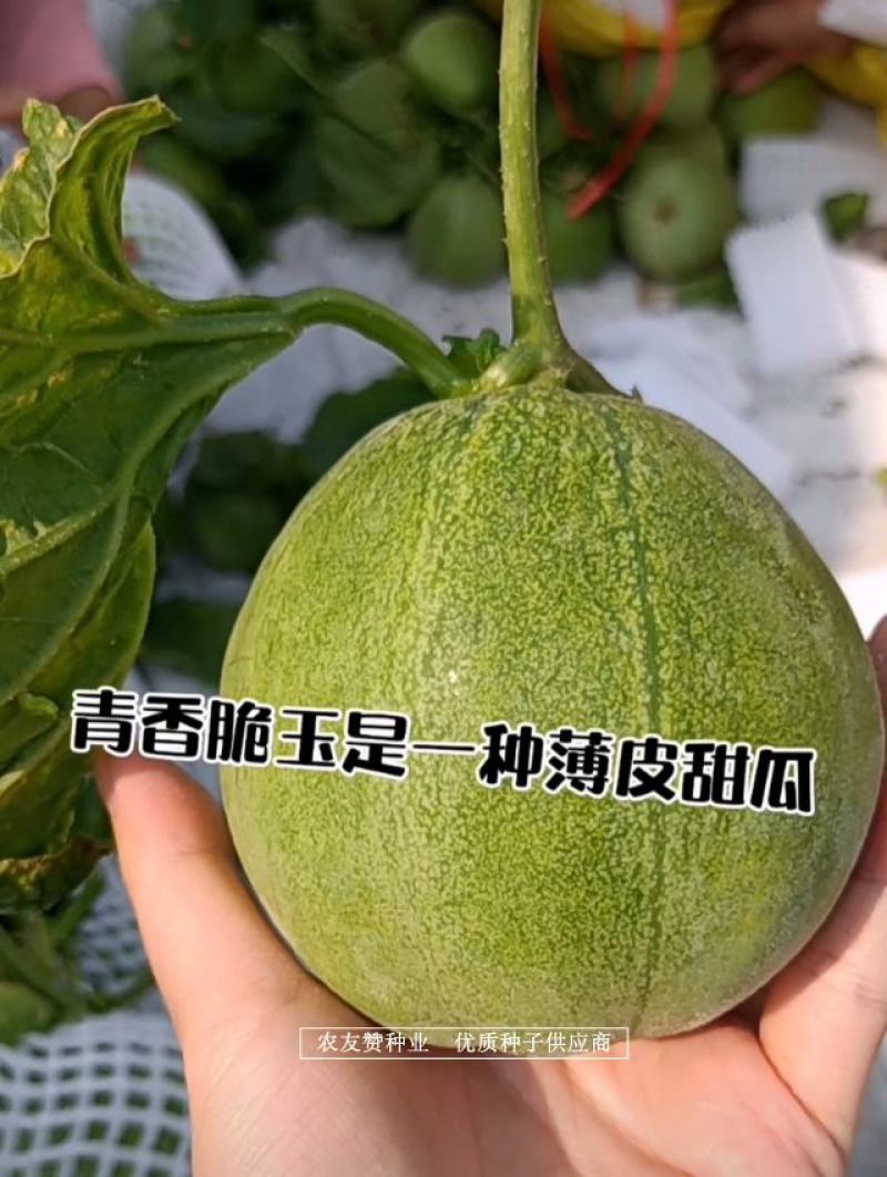 高品质薄皮甜瓜种子清香脆玉甜瓜种子绿皮绿肉高糖甜瓜种籽