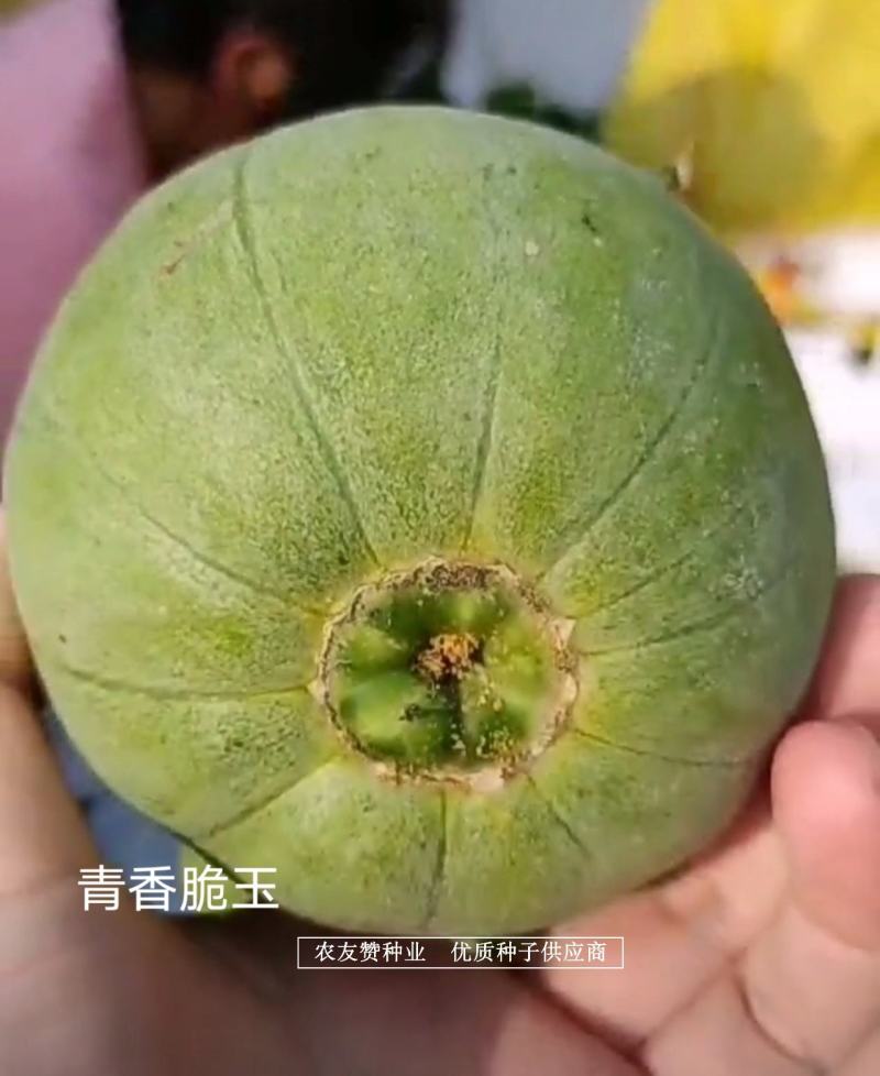 高品质薄皮甜瓜种子清香脆玉甜瓜种子绿皮绿肉高糖甜瓜种籽
