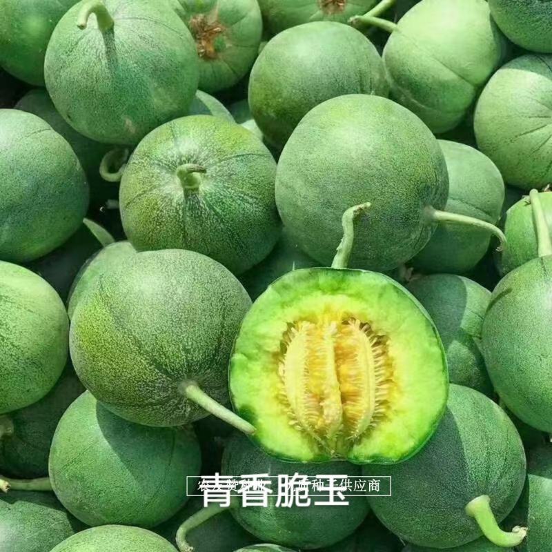 高品质薄皮甜瓜种子清香脆玉甜瓜种子绿皮绿肉高糖甜瓜种籽