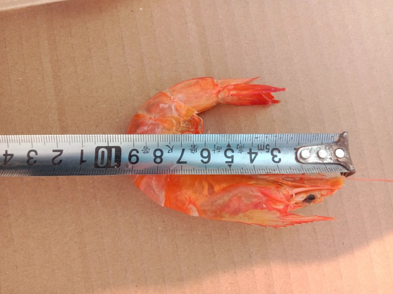 不咸虾类干虾沾化特产水产烤虾批发零售一件代发