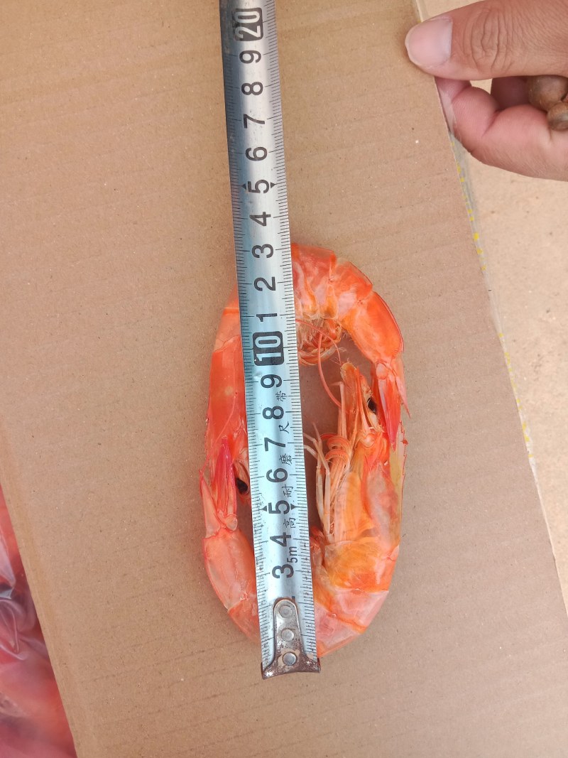 不咸虾类干虾沾化特产水产烤虾批发零售一件代发