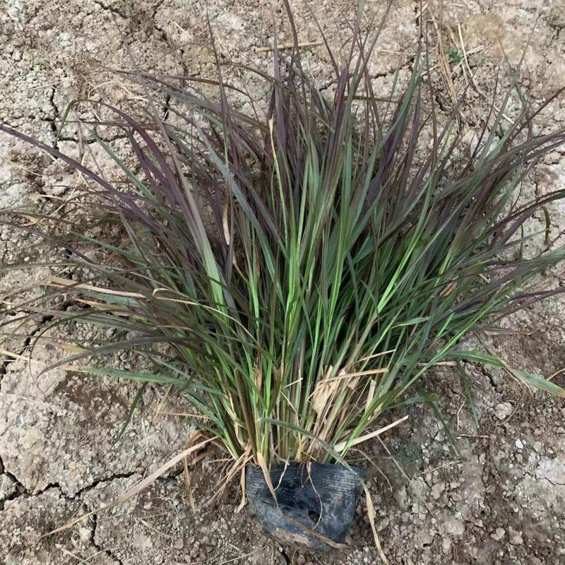 紫叶狼尾草紫叶狼尾草盆栽紫叶狼尾草基地