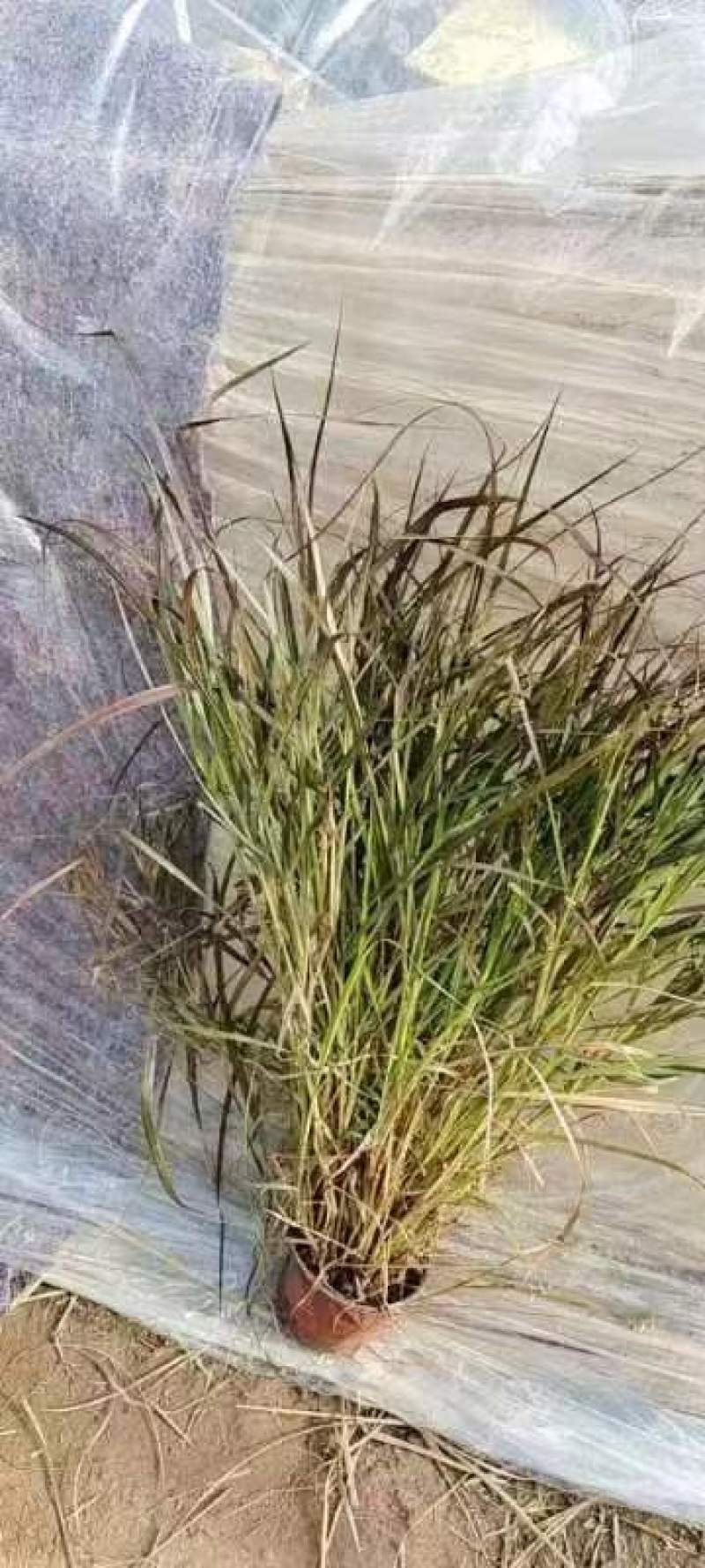 紫叶狼尾草紫叶狼尾草盆栽紫叶狼尾草基地