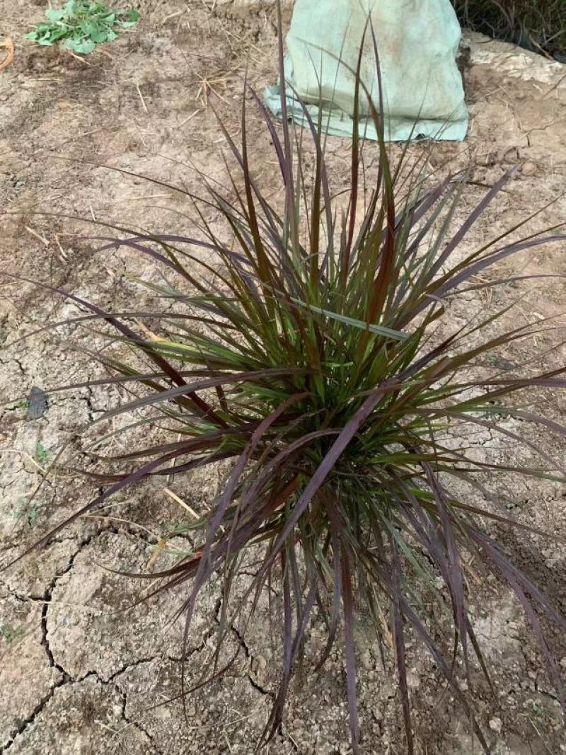 紫叶狼尾草紫叶狼尾草盆栽紫叶狼尾草基地