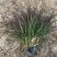 紫叶狼尾草紫叶狼尾草盆栽紫叶狼尾草基地