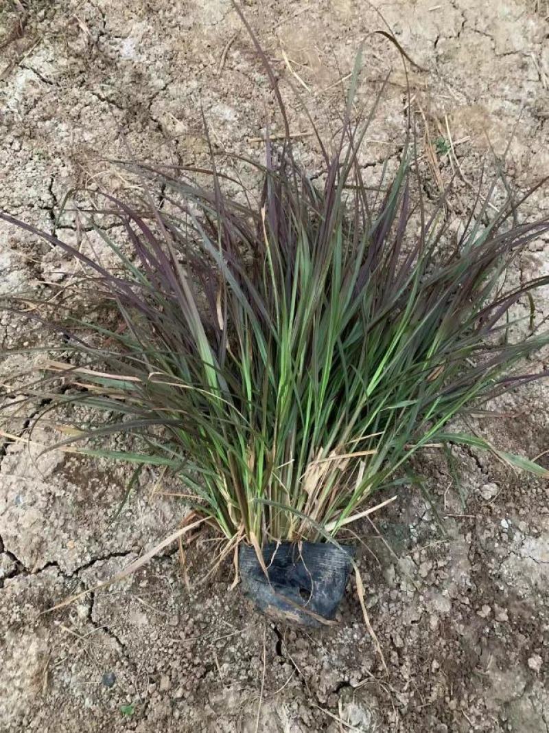 紫叶狼尾草紫叶狼尾草盆栽紫叶狼尾草基地