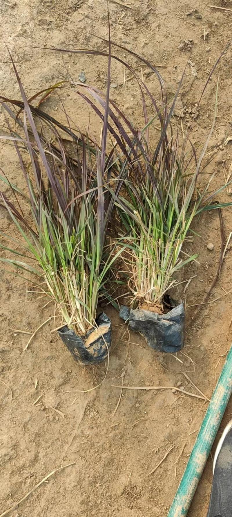 紫叶狼尾草紫叶狼尾草盆栽紫叶狼尾草基地