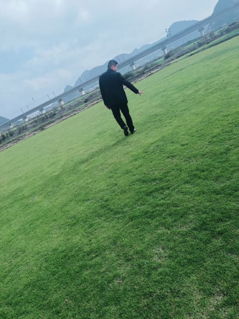 马尼拉，四季青，百慕大，混播