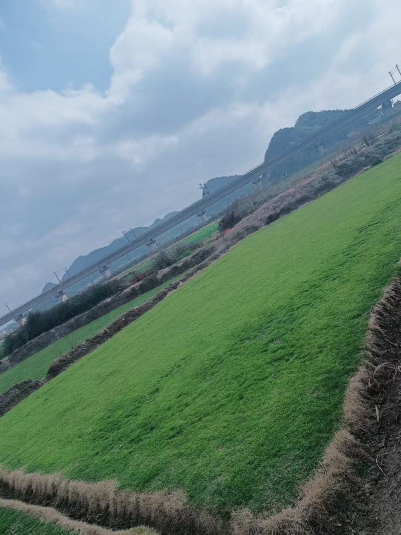 马尼拉，四季青，百慕大，混播