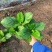 绣球八仙花无尽夏绣球