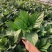 绣球八仙花无尽夏绣球