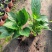 绣球八仙花无尽夏绣球