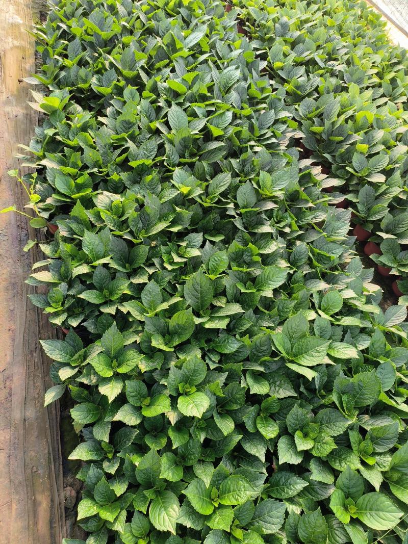 绣球八仙花无尽夏绣球