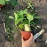绣球八仙花无尽夏绣球