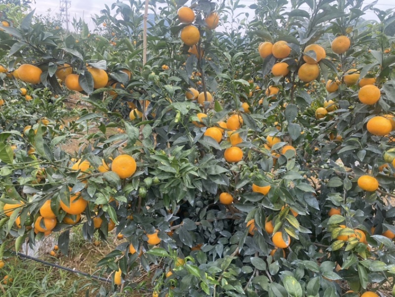 12月7日广西沃柑，全部大个头，皮毛好，百万斤欢迎联系