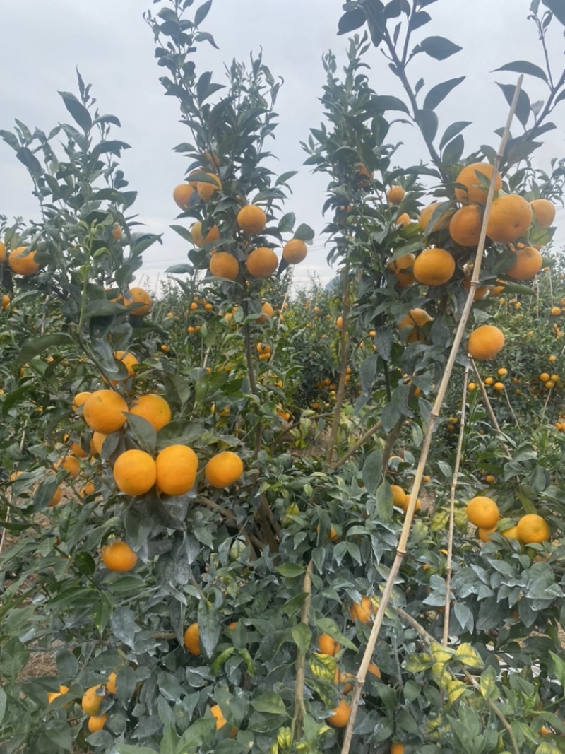 12月7日广西沃柑，全部大个头，皮毛好，百万斤欢迎联系
