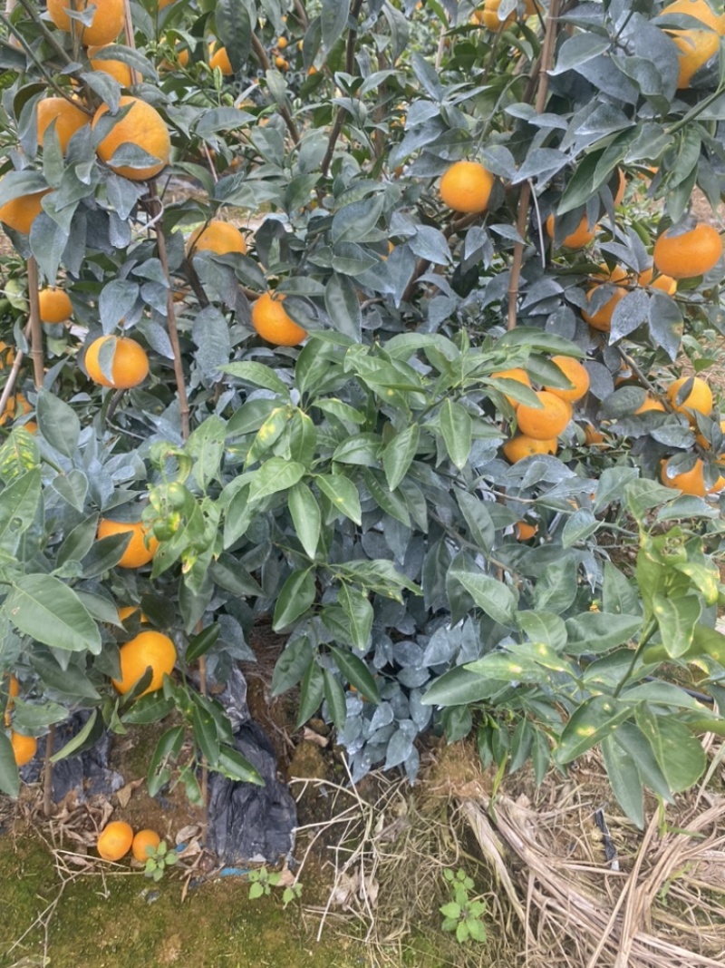 12月7日广西沃柑，全部大个头，皮毛好，百万斤欢迎联系